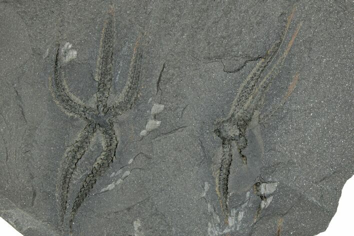 Two Ordovician Brittle Stars (Ophiura) - Morocco #290626